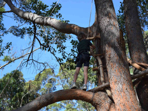 A young boy climbing a tree at Denmark Thrills Adventure Park